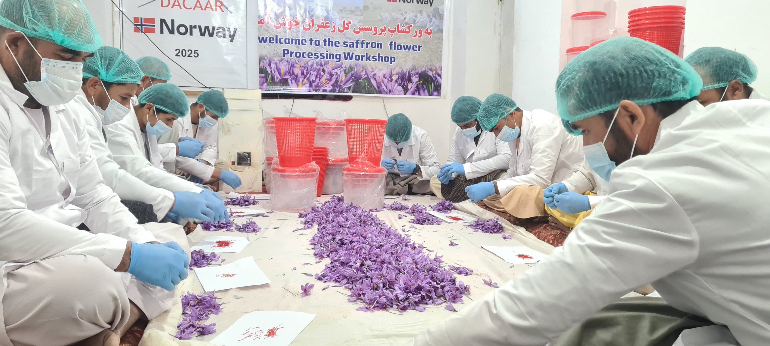 saffron flower processing workshop, kariz qala village, maimana, faryab (2)
