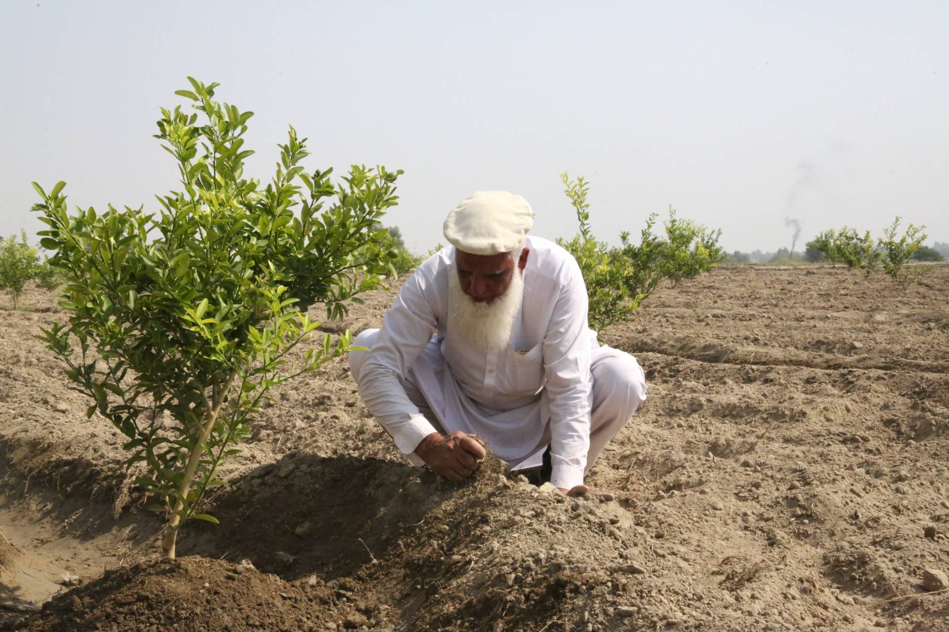 China Lemon Orchard For Alif Khan In Chachi Qala Rodat District Nangarhar 10 Scaled